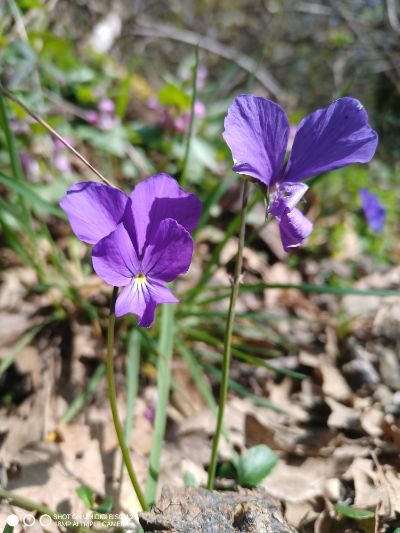 viola etrusca