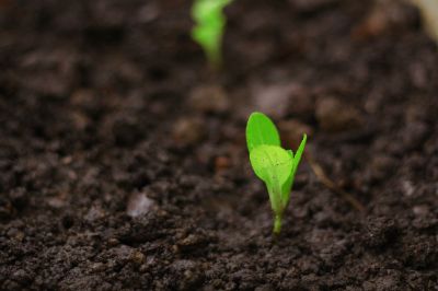 seedlings-for-planting-5325679_1280