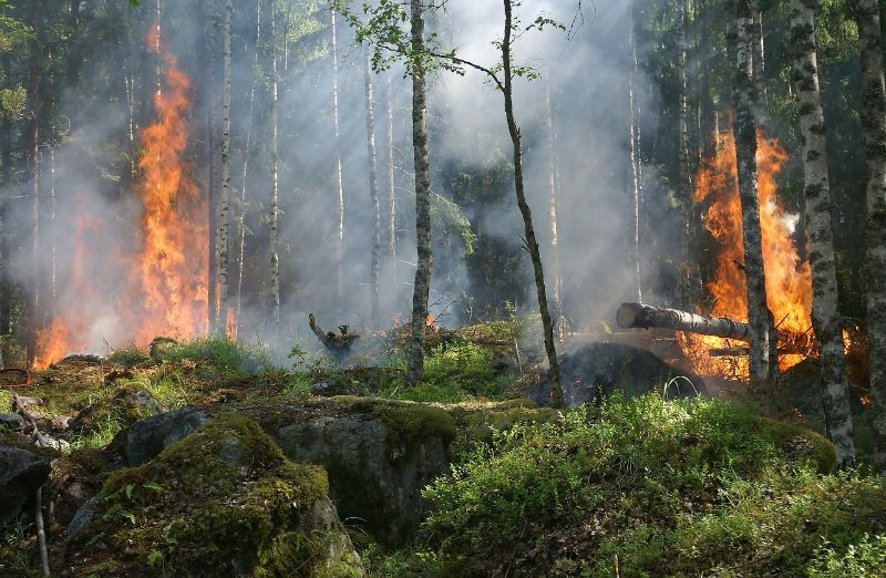 forest-fire-432870_1280 forest-fire-432870_1280