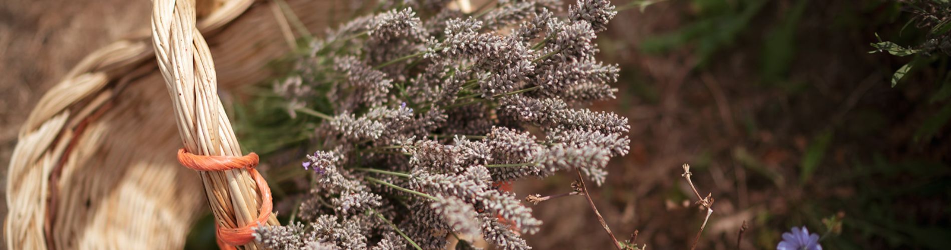 lavanda